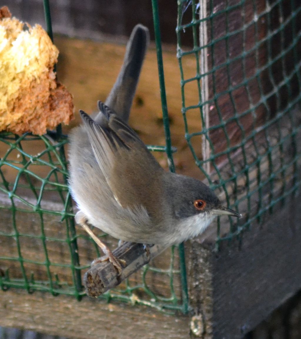 Occhiocotto (198)